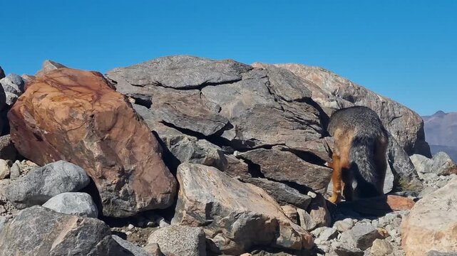 Shot of an Andean fox (Culpeo, Lycalopex culpaeus) in a rocky high-mountain landscape under a clear blue sky, capturing native South American wildlife in its natural habitat