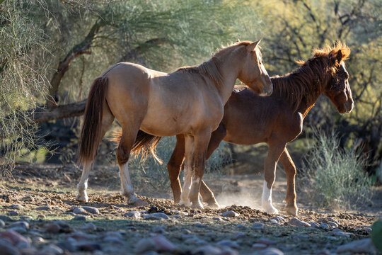 View of two wild horses standing on rocky desert ground with sparse trees and dry vegetation under warm sunlight in Arizona, United States.