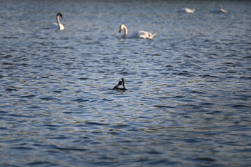 Naklejka premium The great crested grebe (Podiceps cristatus) is a member of the grebe family of water birds. The bird is characterised by its distinctive appearance, featuring striking black, orange-brown, and white 