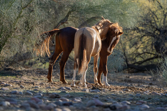 View of three wild horses standing together on rocky ground near desert vegetation in Arizona, United States.