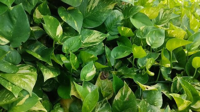The Golden Pothos (Epipremnum aureum) ornamental plant features vibrant green leaves with yellow spots. This climbing plant is popular for interior decoration and as a natural air purifier