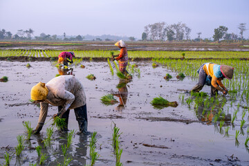 Female farmers in traditional conical hats planting rice seedlings in a muddy paddy field, rural agriculture, organic farming, Southeast Asia © Amin Rois