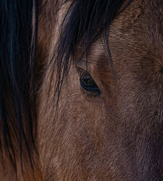 View of the detailed eye and dark mane of a brown horse Arizona, United States.