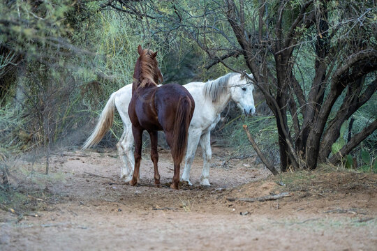 View of two wild horses, one chestnut and one white, standing among desert trees and scrub on a sandy trail Arizona, United States.
