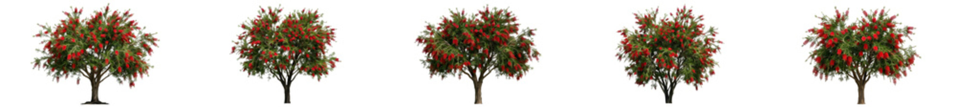 Isolated Pomegranate Trees Set - Ripe Punica Granatum Fruit Trees with Red Pomegranates on White Background