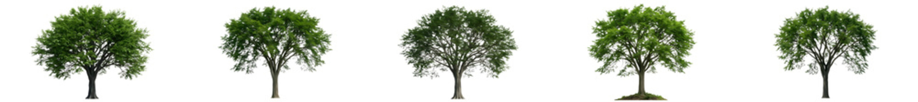 Isolated Acacia Trees Set - African Savannah Umbrella Trees on White Background