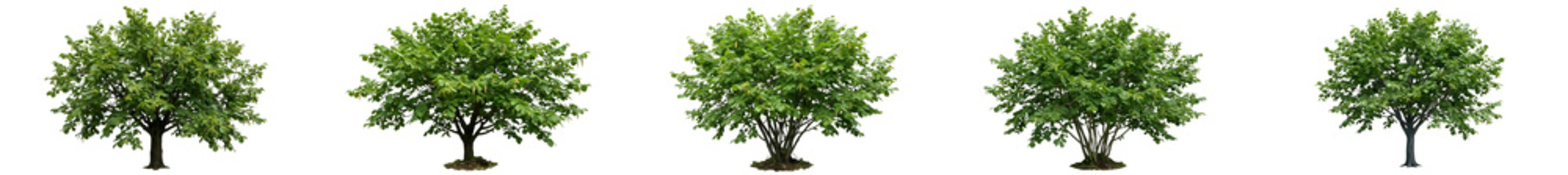 Isolated Ficus Trees Set - Lush Green Weeping Fig Ornamental Trees on White Background