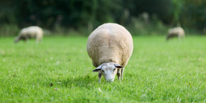 A close-up of a sheep grazing in a vibrant green pasture, with other sheep visible in the soft-focus background. Idyllic rural scene, showcasing farm animals in nature.