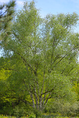 Fototapeta premium Birke, Himalaya-Birke, Betula utilis