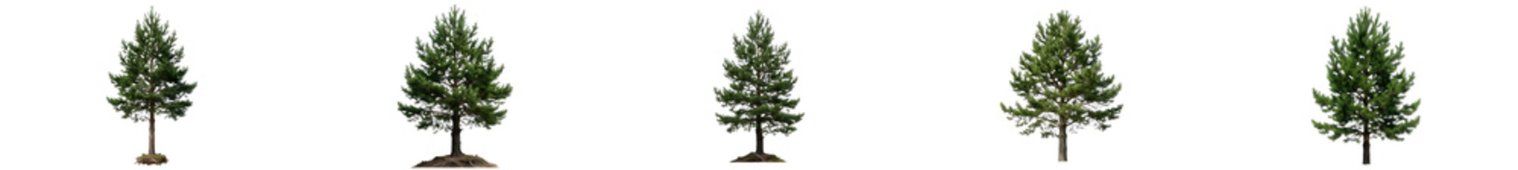 Realistic Eucalyptus Trees Set with Slender Canopies and Silvery Green Foliage, Isolated on White Background for Landscaping and Forestry Graphics © the battu