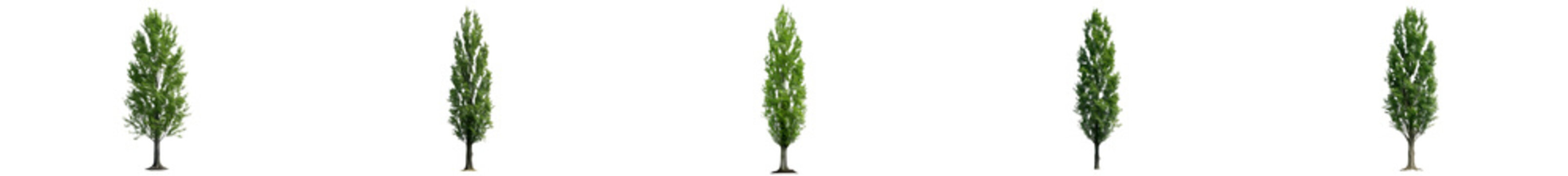 Realistic Poplar Trees Set with Tall Columnar Canopies and Green Foliage, Isolated on White Background for Landscaping and Forestry Graphics