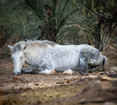 View of a white dapple horse resting on the ground among dry desert brush and trees Arizona, United States.