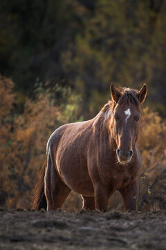 View of a brown horse with a white star on its forehead standing in a desert landscape with dry bushes under warm golden light Arizona, United States.