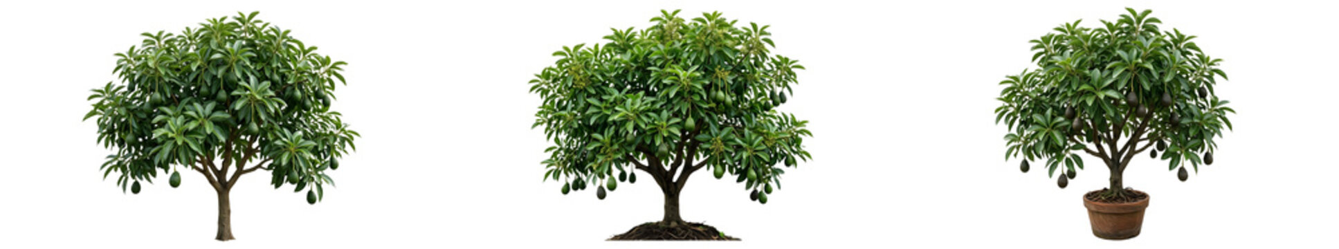 Three lush green tropical mango trees bearing low hanging fruits with one planted in a pot isolated on white background
