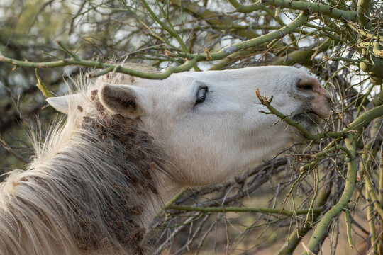 View of a white wild horse eating green branches from a desert shrub with burrs in its mane Arizona, United States.