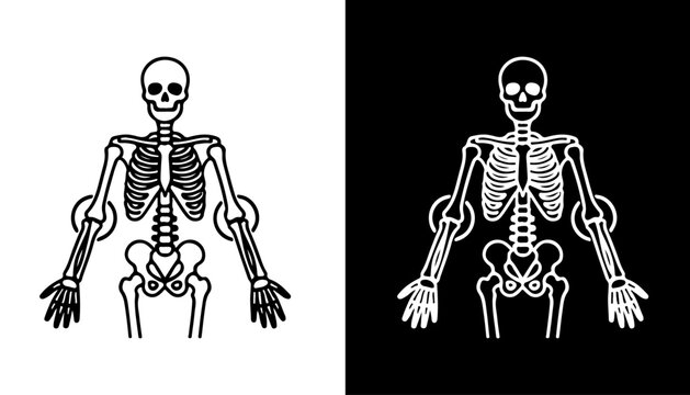 Anatomy of Life: An illustrative portrayal of the human skeleton, offering a detailed perspective of the internal framework. Revealing the intricacies of skeletal structure in contrasting hues.