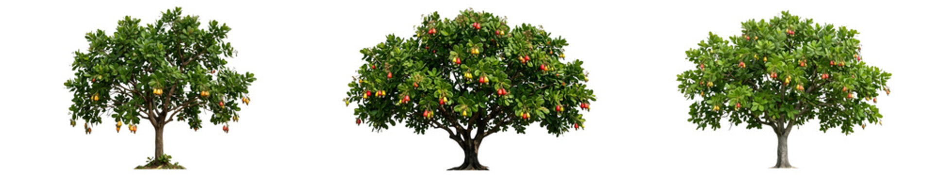 Three vibrant fruit trees laden with ripe mangoes and oranges on lush green canopies isolated on a white background