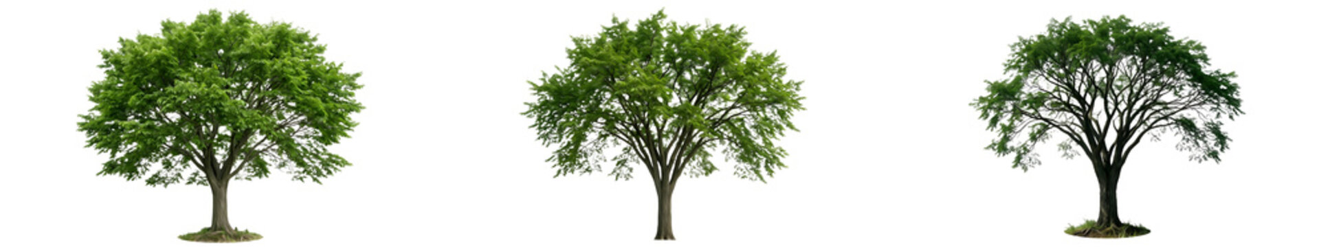 Set of Three Mature Elm Trees Ulmus Americana with Spreading Canopies and Dense Green Foliage Isolated on White Background for Professional Landscape Design and 3D Asset Projects