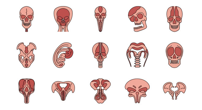 Stylized human skull and facial anatomy cross section icons