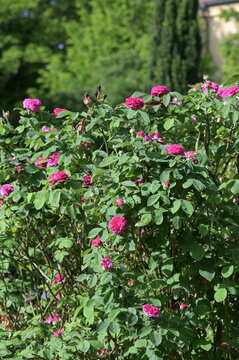 Rose, Strauchrose, Rose de Resht, fuchsienrote, dicht gef&uuml;llte Bl&uuml;ten