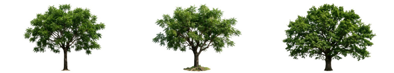 Fototapeta premium Set of Three Mature Oak Trees Quercus Robur with Dense Green Foliage and Robust Trunks Isolated on White Background for Professional Landscape Design and 3D Asset Projects