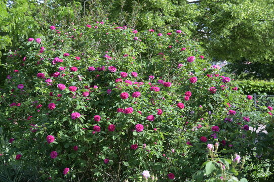 Rose, Strauchrose, Rose de Resht, fuchsienrote, dicht gef&uuml;llte Bl&uuml;ten