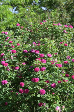 Rose, Strauchrose, Rose de Resht, fuchsienrote, dicht gef&uuml;llte Bl&uuml;ten