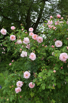 Rose, Parkrose, Fritz Nobis, halbgef&uuml;llte Bl&uuml;te in hellrosa