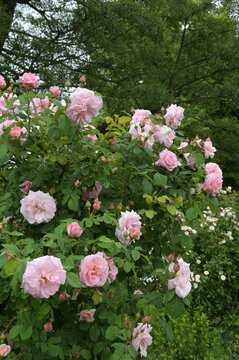 Rose, Parkrose, Fritz Nobis, halbgef&uuml;llte Bl&uuml;te in hellrosa