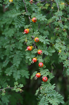 Rose, Stacheldrahtrose, Omei-Rose, Rosa sericea, f. polyphylla, Syn. R. omeiensis f. polyhhylla, Fr&uuml;chte Hagebutten
