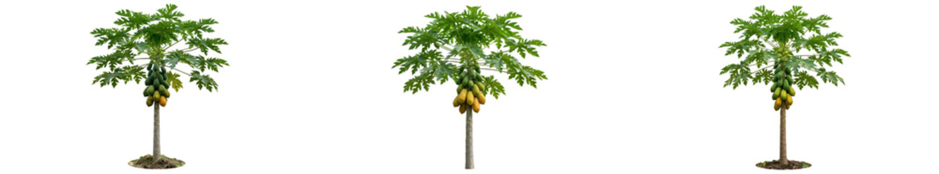 Set of Three Mature Papaya Trees Carica Papaya Featuring Clusters of Ripe Yellow Fruit and Large Palmate Green Leaves Isolated on White Background for Professional Agricultural Marketing and 3D Asset 