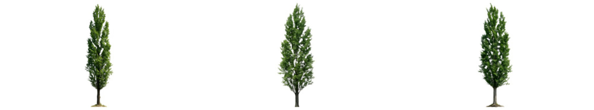 Set of Three Lombardy Poplar Trees Populus Nigra Italica with Tall Narrow Columnar Canopies and Green Foliage Isolated on White Background for Professional Landscape Design and 3D Rendering