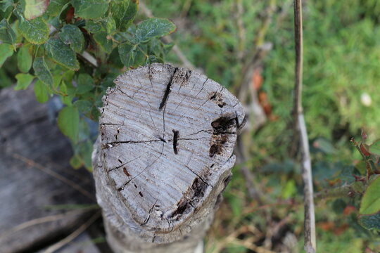 Weathered tree stump with visible growth rings and surrounding green foliage
