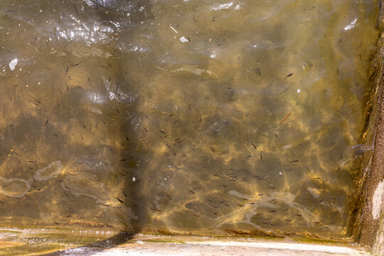 Newly Hatched Rainbow Trout Fishes in Breeding Farm