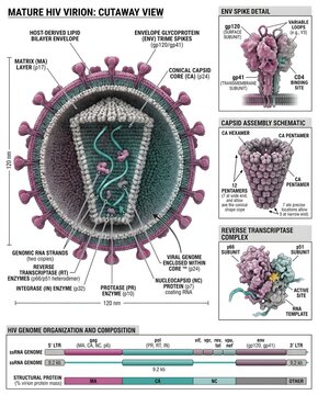 Detailed Medical Infographic of Mature HIV Virion Structure