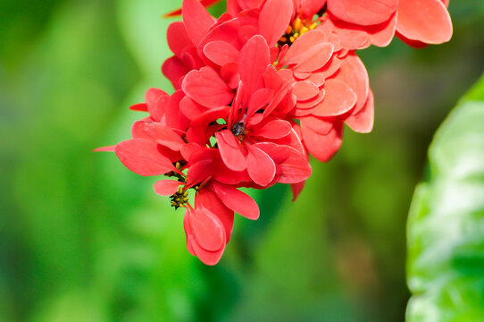 Chaconia, Pride of Trinidad and Tobago or rubiaceae or Warszewiczia or  Warszewiczia coccinea or Wild Poinsettia or red flower
