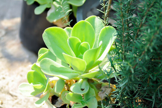 Aeonium arboreum subsp korneliuslemsii, Aeonium canariense or  Aeonium korneliuslemsii or Aeonium x holospathulatum or Canary Aeonium or Crassulaceae or korneliuslemsii or succulent