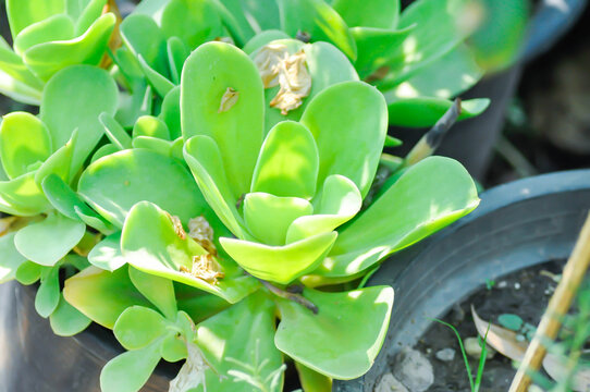 Aeonium arboreum subsp korneliuslemsii, Aeonium canariense or  Aeonium korneliuslemsii or Aeonium x holospathulatum or Canary Aeonium or Crassulaceae or korneliuslemsii or succulent