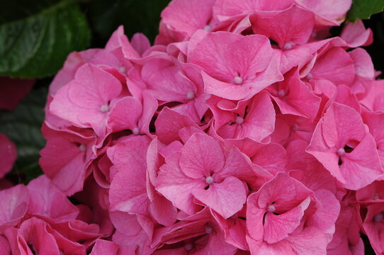 Hortensie, Bauernhortensie, Hydrangea macrophylla, Einzelbl&uuml;te