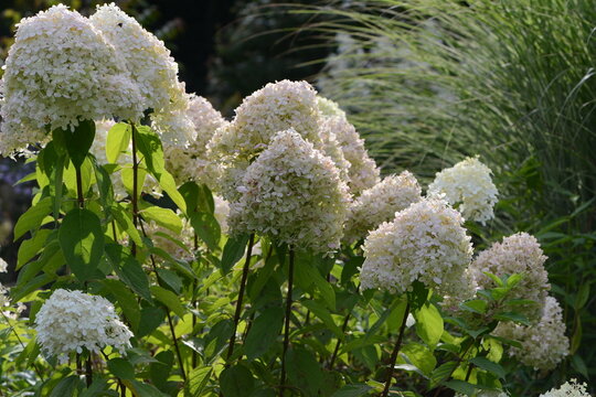 Bl&uuml;hende Rispen-Hortensie, Hydrangea paniculata, Mega Pearl, Strauchausschnitt