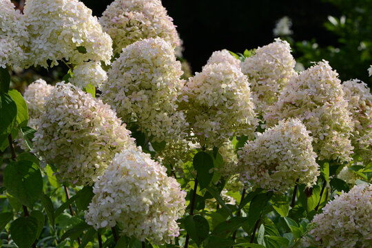 Bl&uuml;hende Rispen-Hortensie, Hydrangea paniculata, Mega Pearl, Strauchausschnitt