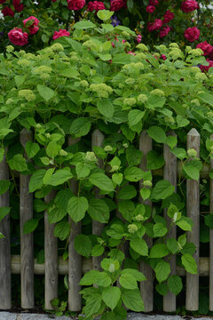 Baumhortensie, Waldhortensie, Hydrangea arborescens,   'Annabelle', Bl&uuml;hbeginn , Gartenzaun
