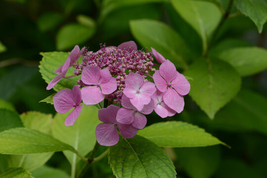 Bl&uuml;hende kleine Gartenhortensie, Hydrangea serrata, Einzelbl&uuml;te,  Strauchausschnitt
