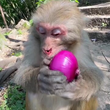 baboon sitting on the ground