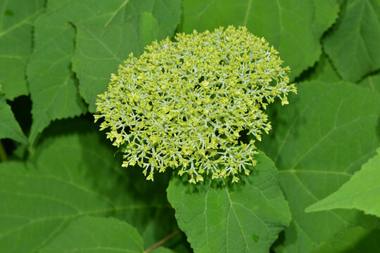 Baumhortensie, Waldhortensie, Hydrangea arborescens,   'Annabelle' ,Einzelbl&uuml;te  Bl&uuml;hbeginn