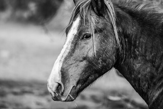 View of a horse's head in profile with a white blaze and mane against a soft blurred background Arizona, United States.