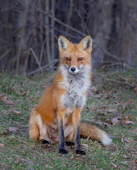 Fototapeta premium A red fox vixen standing waiting for her kits in spring.