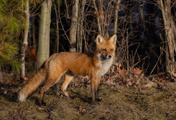 Fototapeta premium A red fox vixen standing waiting for her kits in spring.