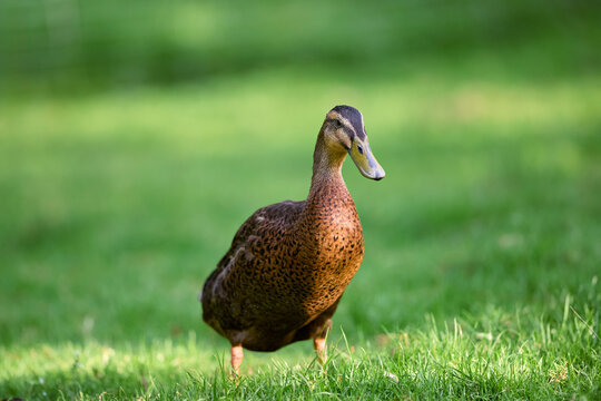 A calm Indian runner duck stands gracefully on lush green grass in soft natural light. Its patterned brown feathers and keen gaze create a serene wildlife scene, perfect for nature and outdoor themes.