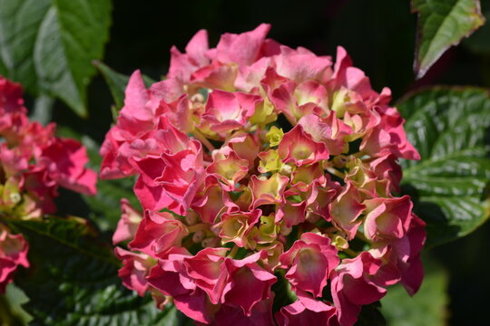 Hortensie, Bauernhortensie, Hydrangea macrophylla, Einzelbl&uuml;ten, Bl&uuml;hbeginn